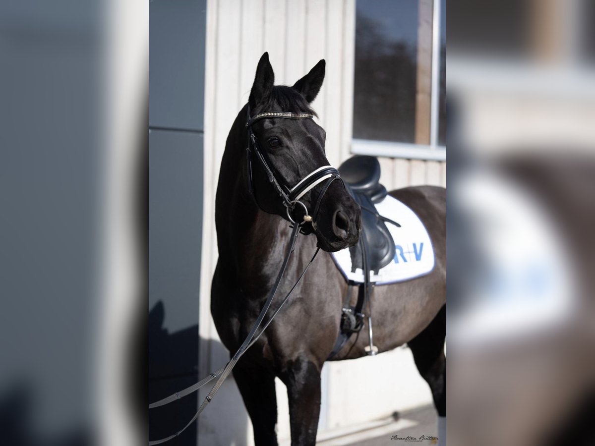 Oldenburg Giumenta 7 Anni 172 cm Morello in Weikersheim