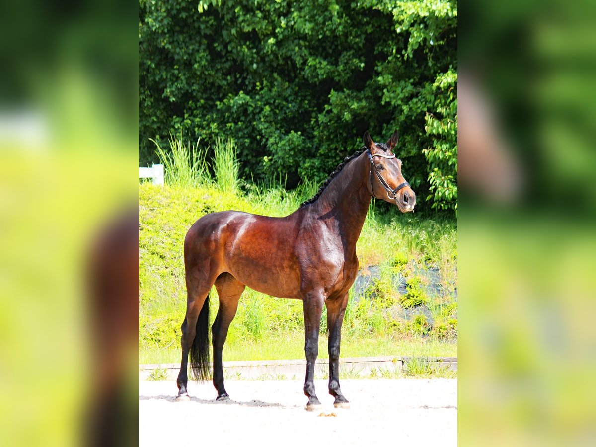 Oldenburg Giumenta 7 Anni 174 cm Baio scuro in Radeburg