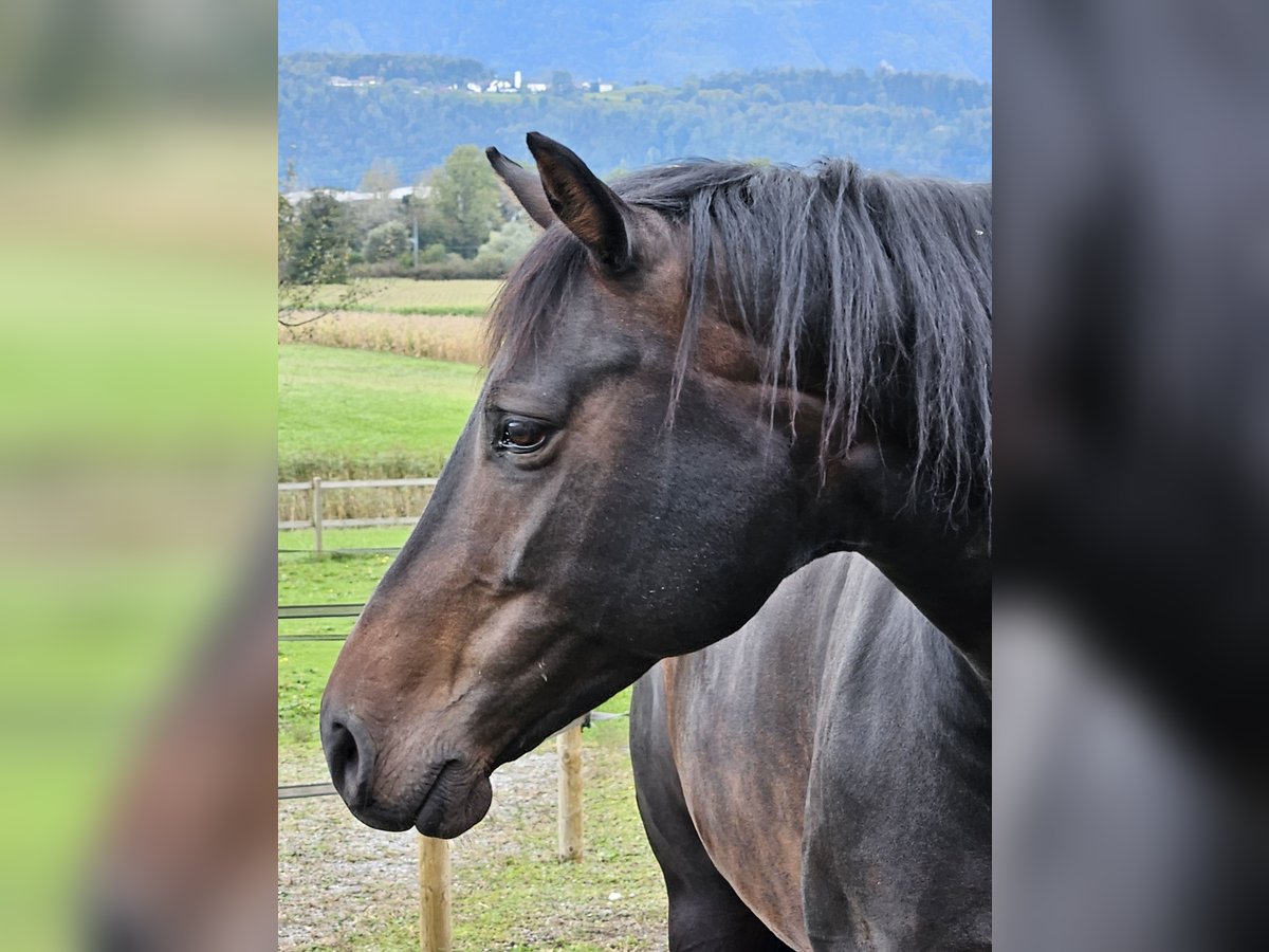 Oldenburg Giumenta 7 Anni Baio scuro in Sennwald