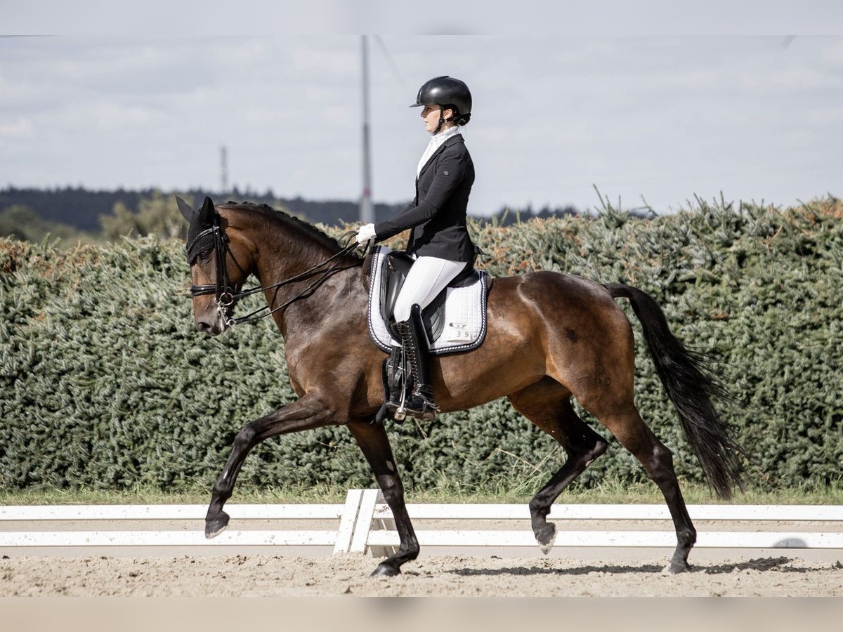 Oldenburg Giumenta 8 Anni 165 cm Baio scuro in Kelkheim (Taunus)