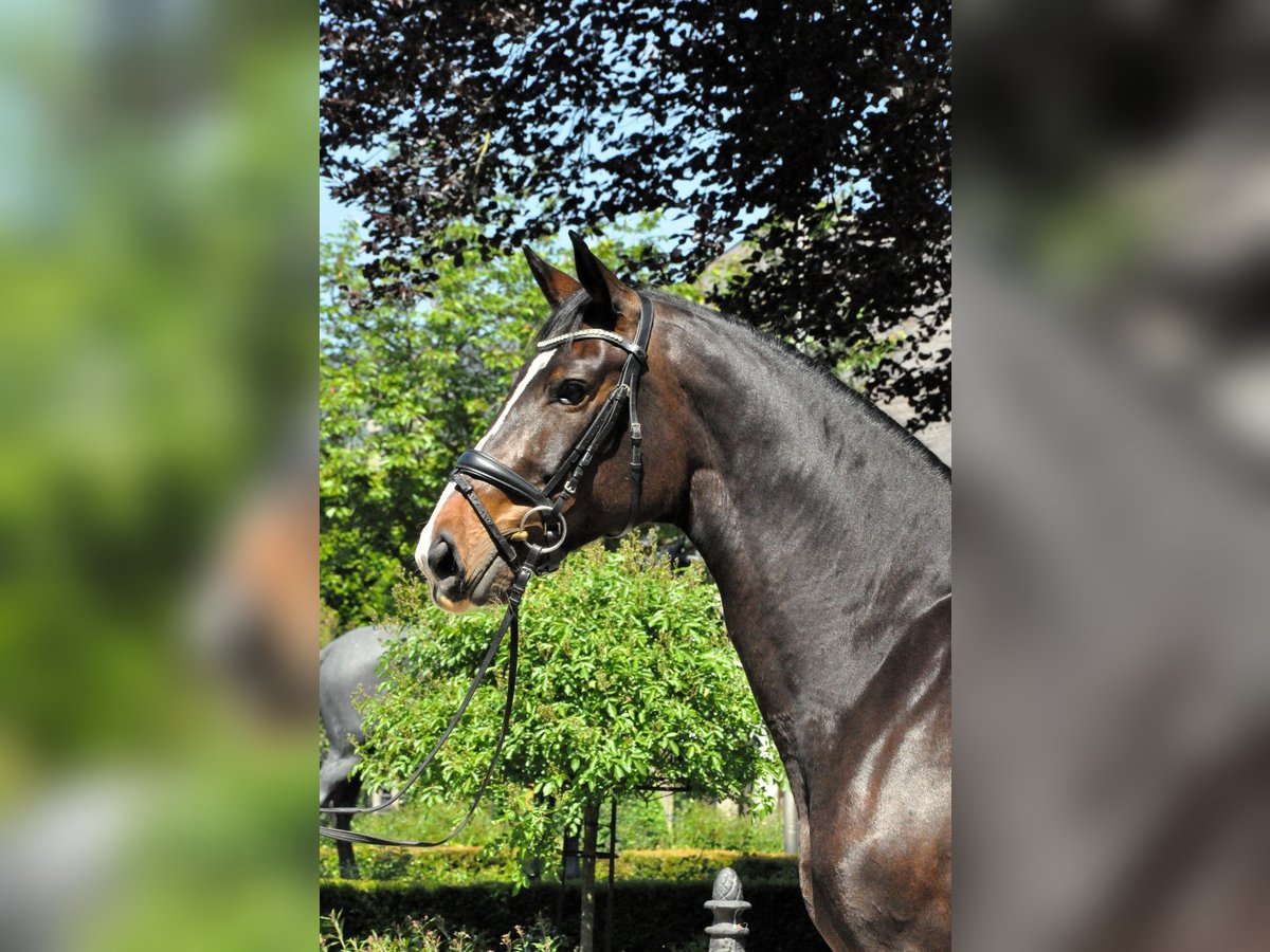 Oldenburg Giumenta 8 Anni 170 cm Baio scuro in Kronberg im Taunus