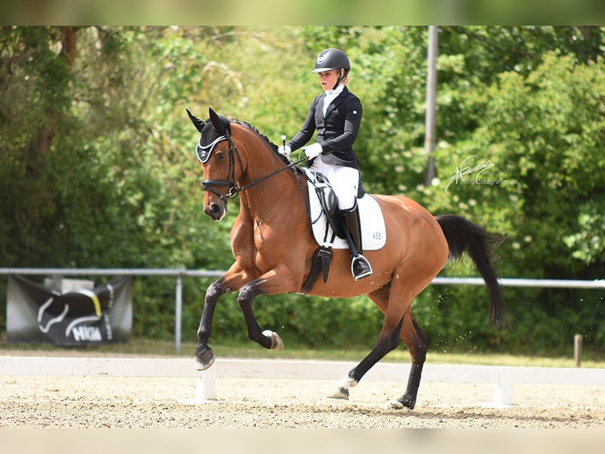 Oldenburg Giumenta 8 Anni 175 cm Baio in Braubach