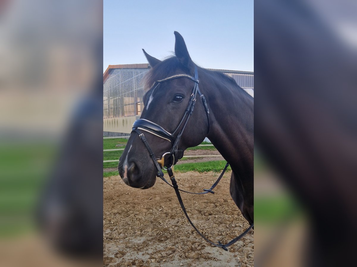 Oldenburg Giumenta 8 Anni 175 cm Baio nero in Wardow Oldenburg Giumenta 8 Anni 175 cm Baio nero in Wardow