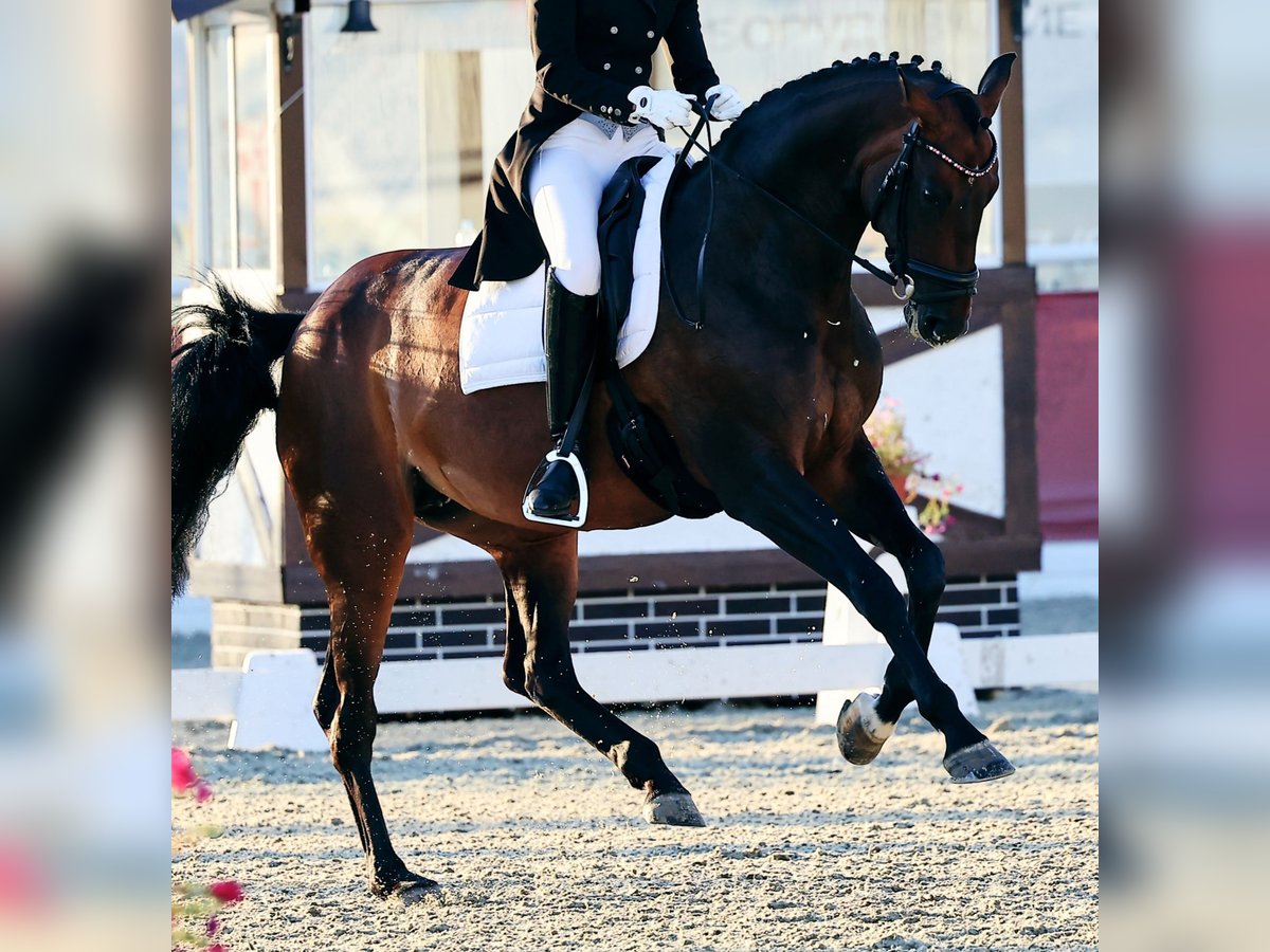 Oldenburg Giumenta 9 Anni 171 cm Baio in Moscow