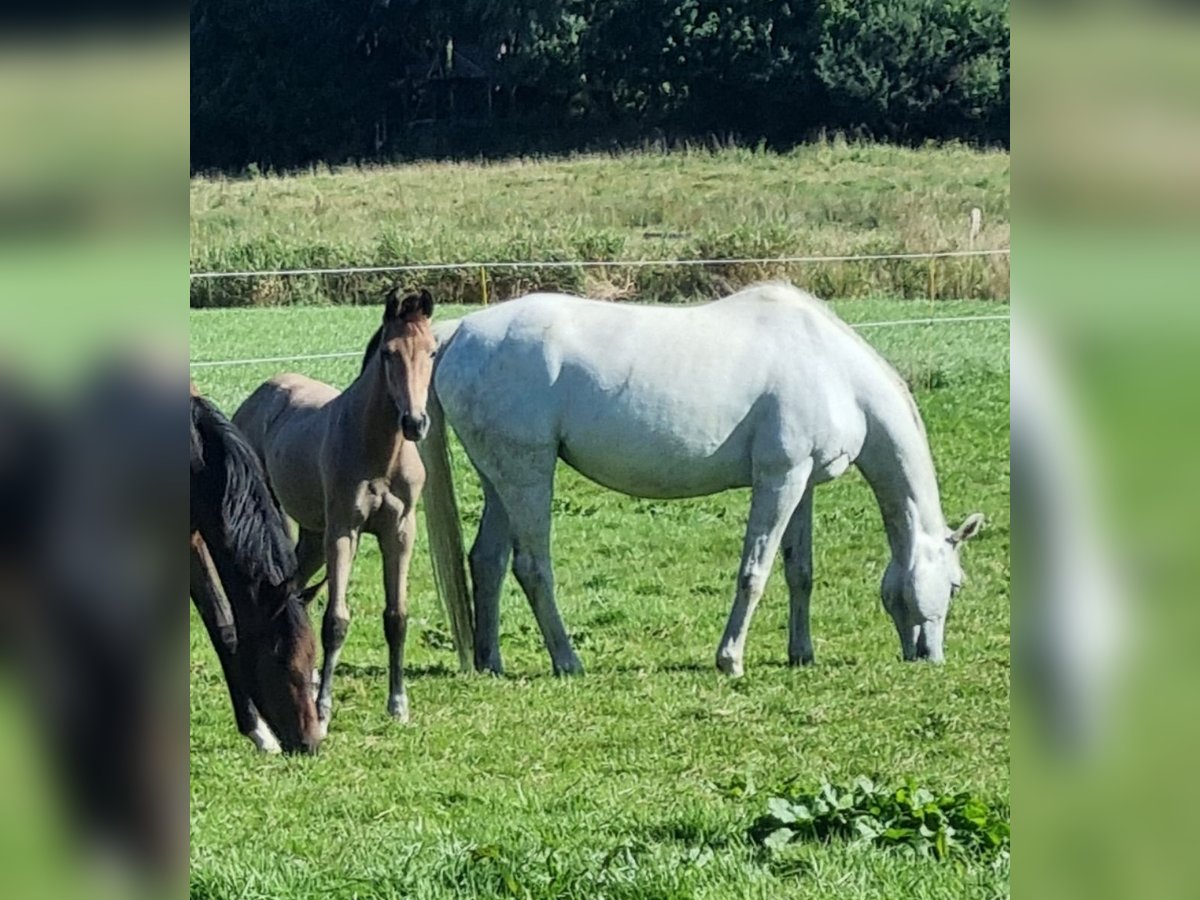 Oldenburg Giumenta Puledri (04/2025) 170 cm Grigio in Langstedt