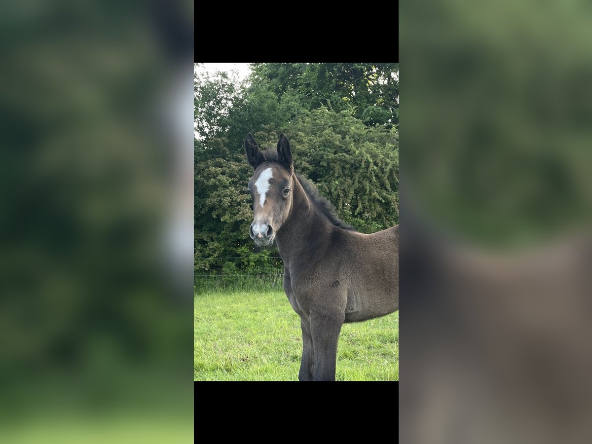 Oldenburg Giumenta Puledri (05/2025) 170 cm Può diventare grigio in Handewitt