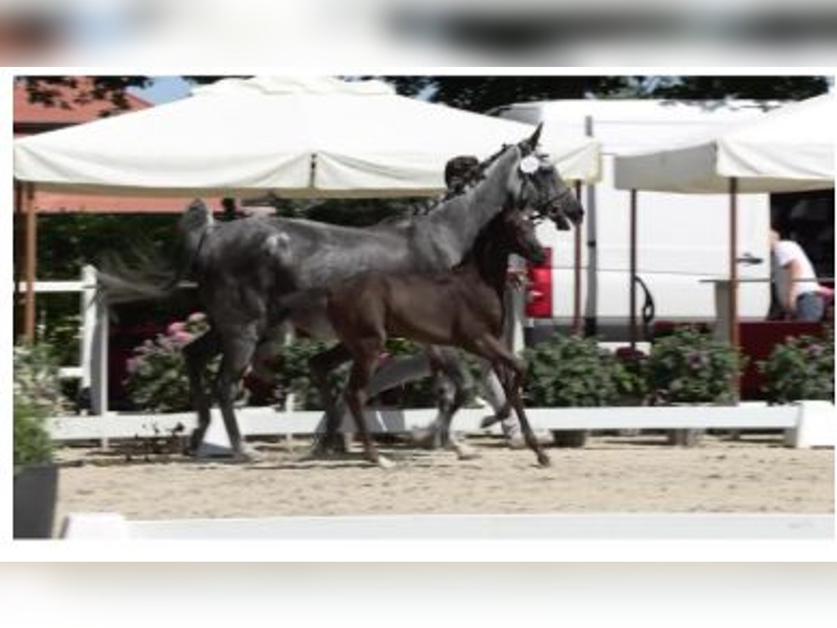 Oldenburg Giumenta  Baio scuro in Gro&#xDF;enkneten