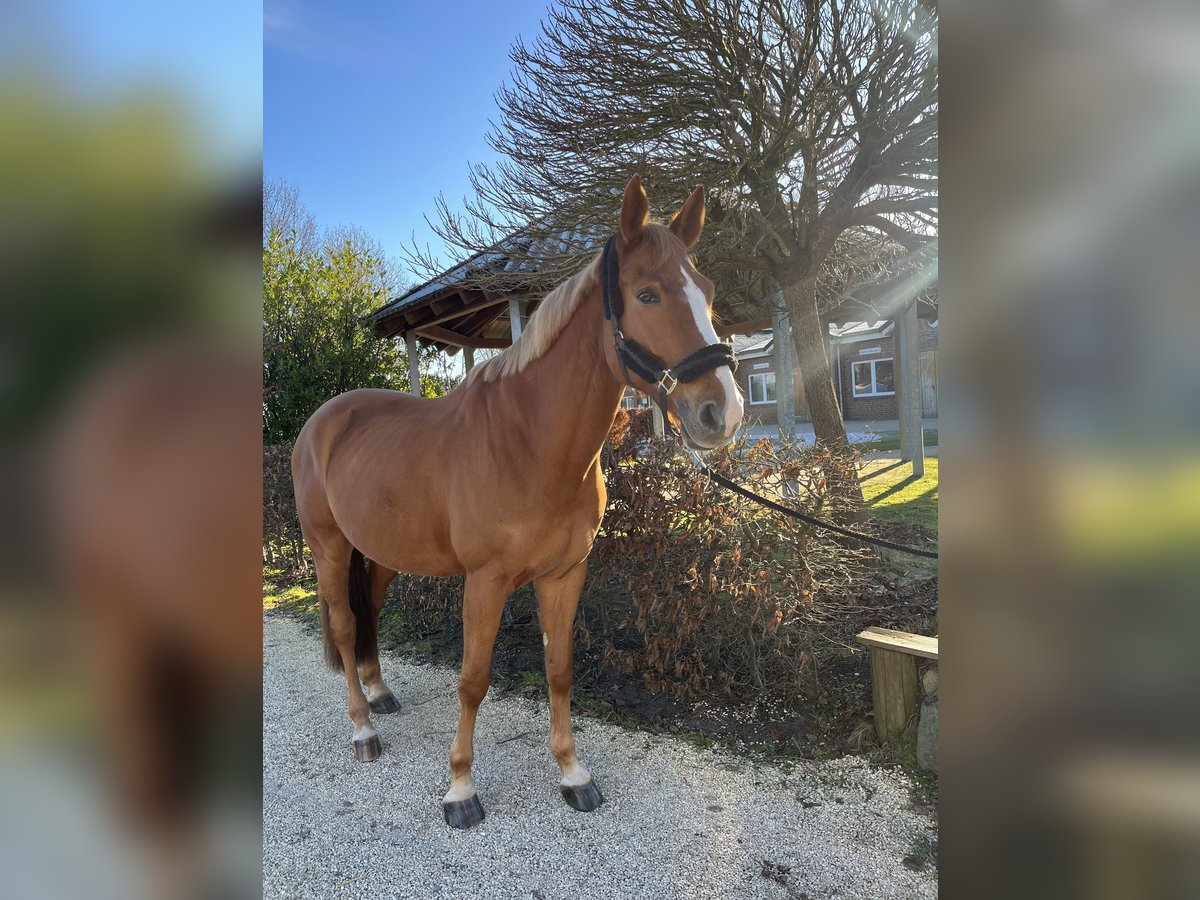 Oldenburg-International (OS) Gelding 10 years 17,1 hh Chestnut-Red in Alveslohe