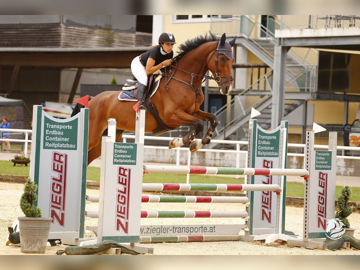 Oldenburg-International (OS) Gelding 11 years 16,3 hh Brown in Altusried
