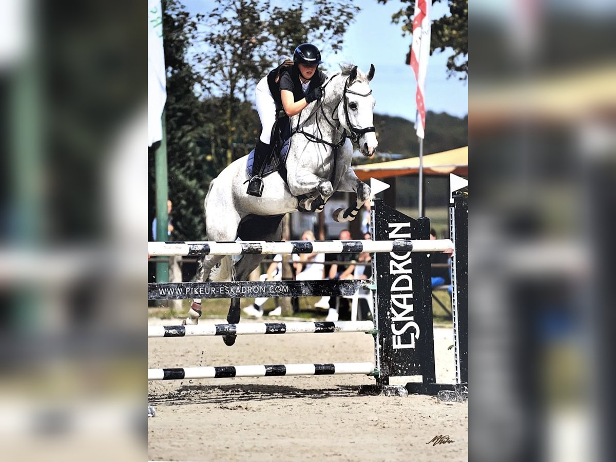 Oldenburg-International (OS) Gelding 11 years 17 hh Gray in Ostercappeln