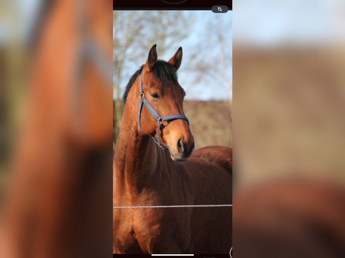 Oldenburg-International (OS) Gelding 12 years 15,2 hh Brown in Wangerland Hohenkirchen