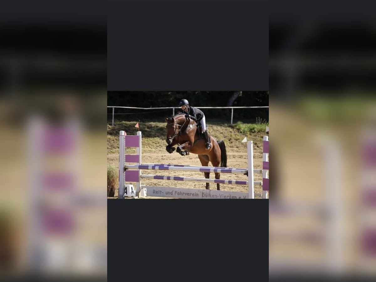 Oldenburg-International (OS) Gelding 12 years 16,2 hh Brown in Willich