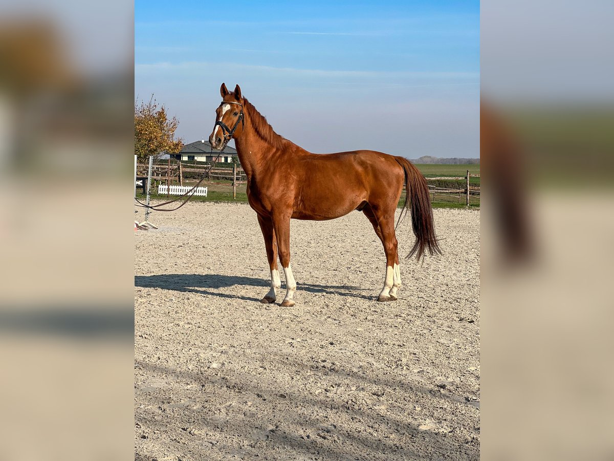 Oldenburg-International (OS) Gelding 12 years 16,3 hh Chestnut in Enying