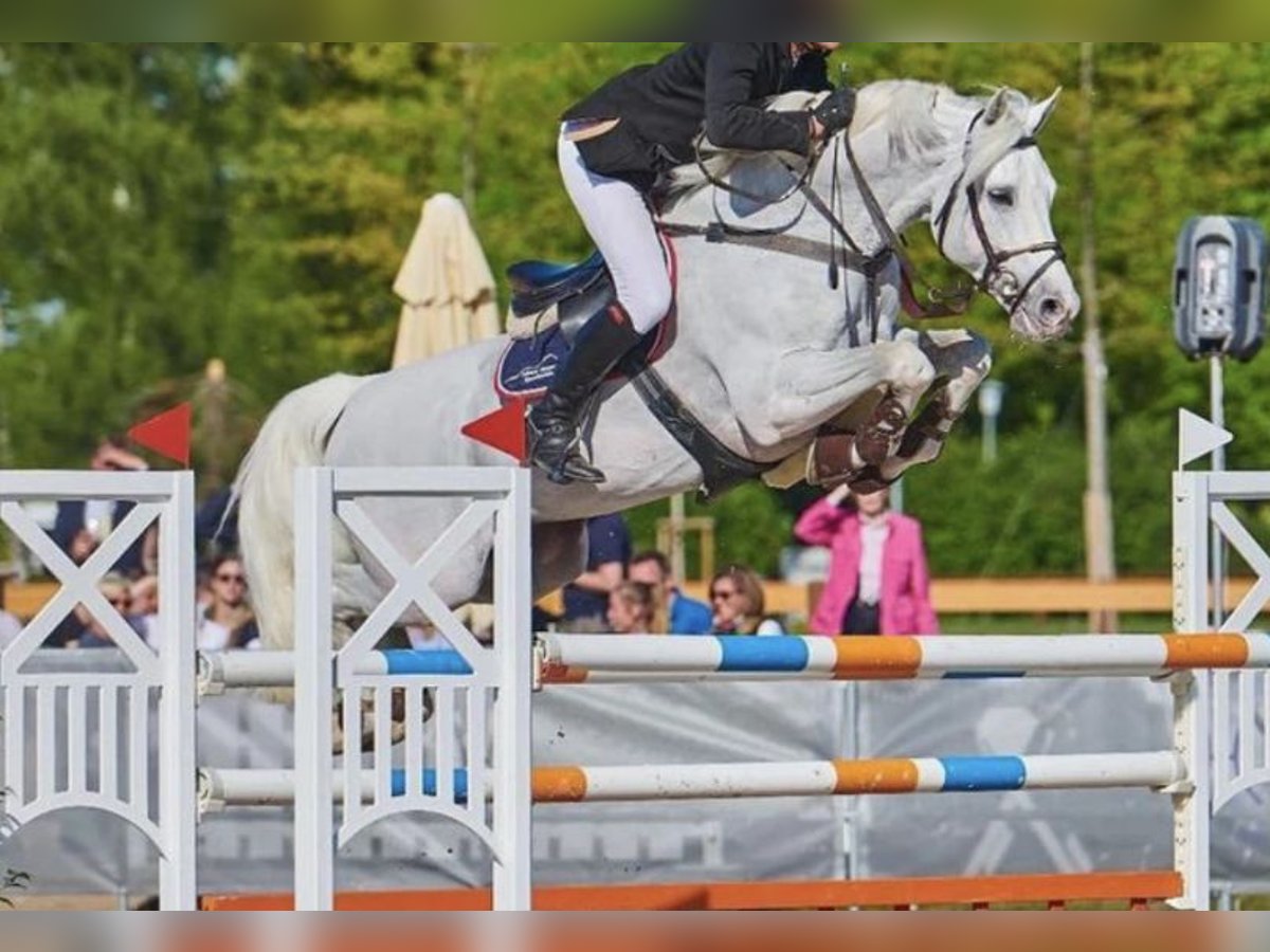 Oldenburg-International (OS) Gelding 13 years 16,3 hh Gray in Overath