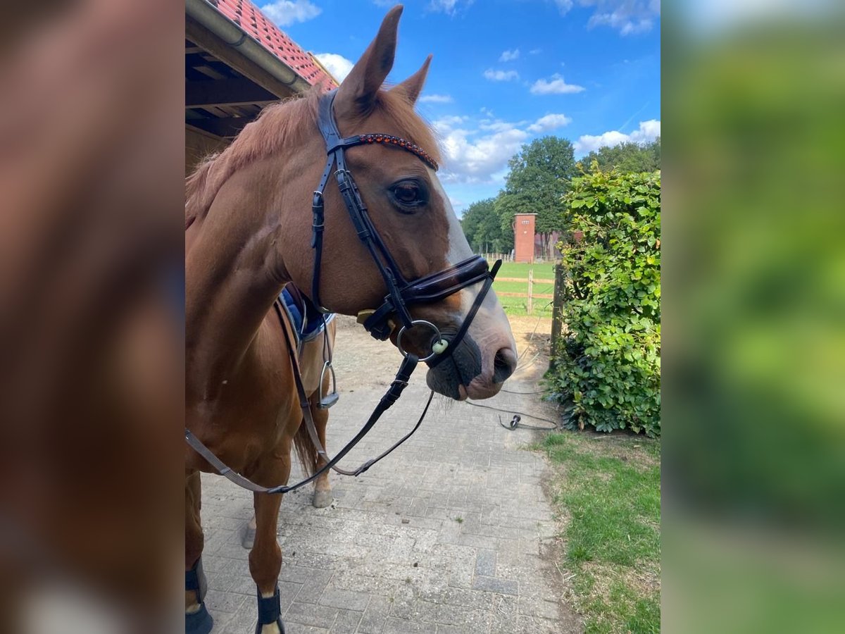 Oldenburg-International (OS) Gelding 14 years 16 hh Chestnut-Red in Merzen