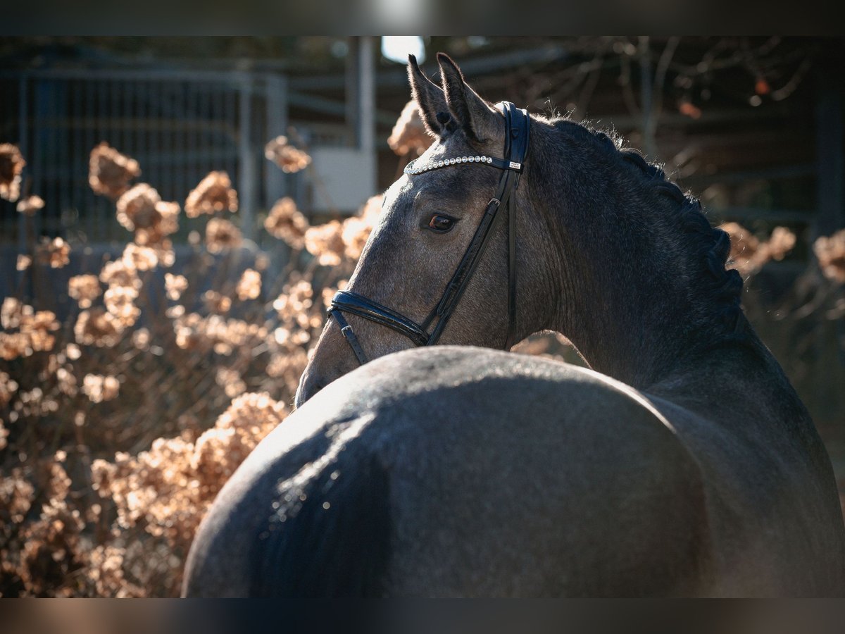 Oldenburg-International (OS) Gelding 3 years 16,3 hh Gray in Ankum