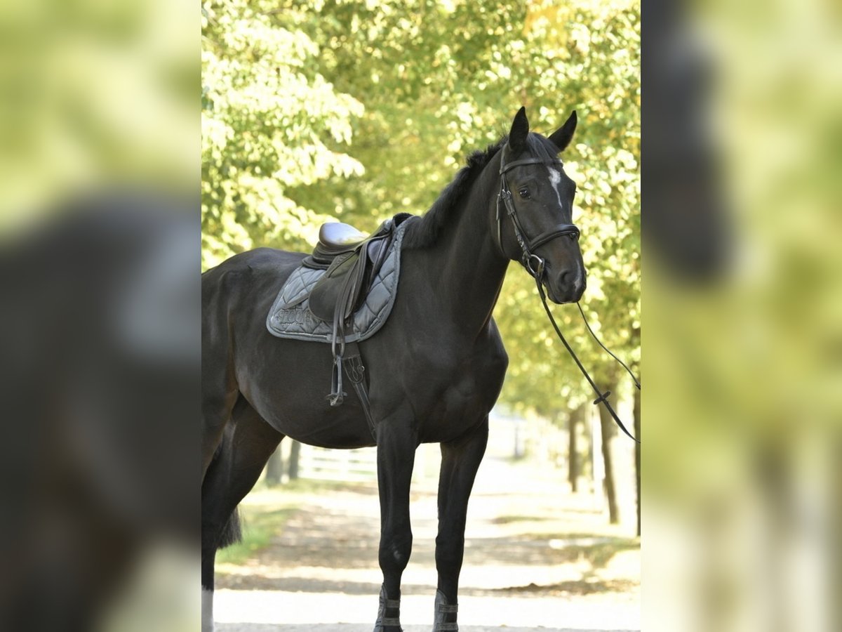 Oldenburg-International (OS) Gelding 3 years 17 hh Smoky-Black in Pulheim