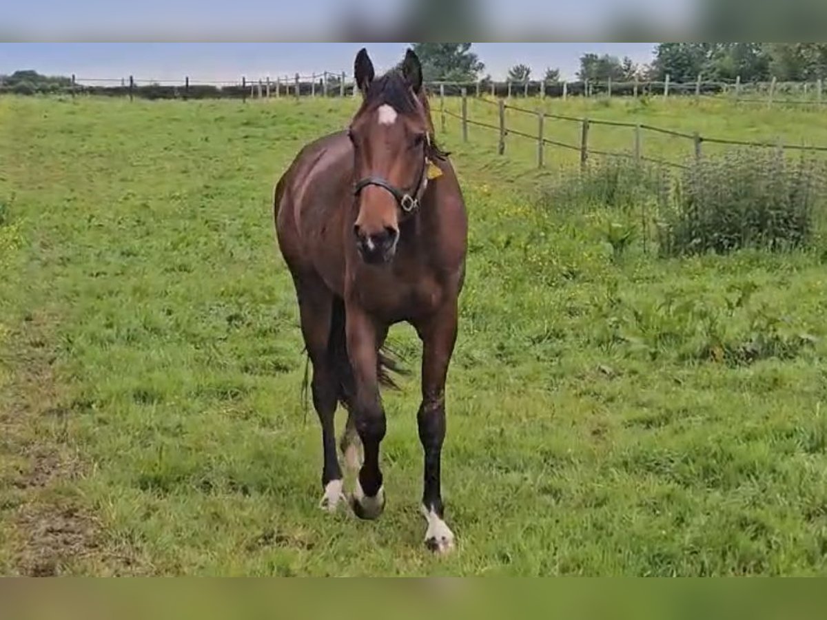 Oldenburg-International (OS) Gelding 3 years Brown in Formerie