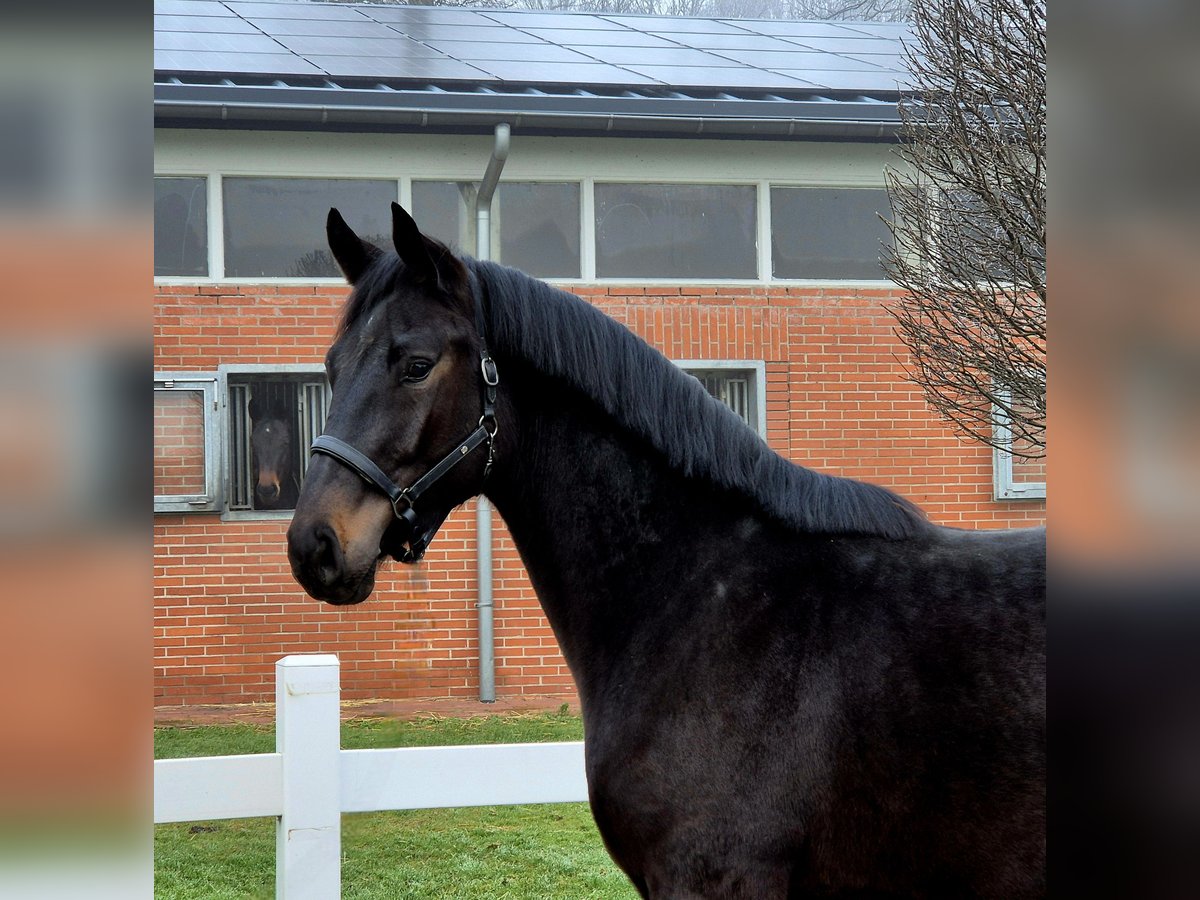 Oldenburg-International (OS) Gelding 3 years Smoky-Black in Vechta