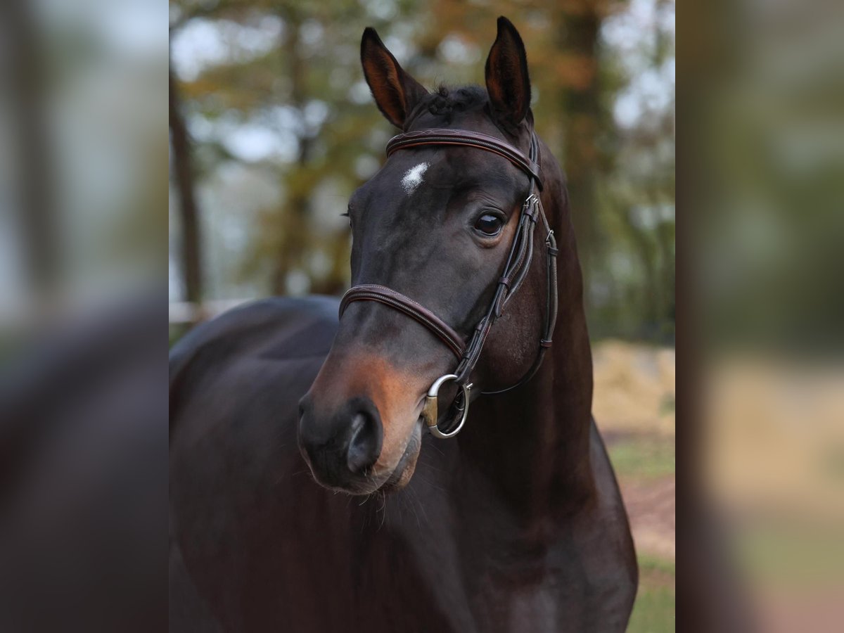 Oldenburg-International (OS) Gelding 4 years 16,1 hh Brown in Diepholz