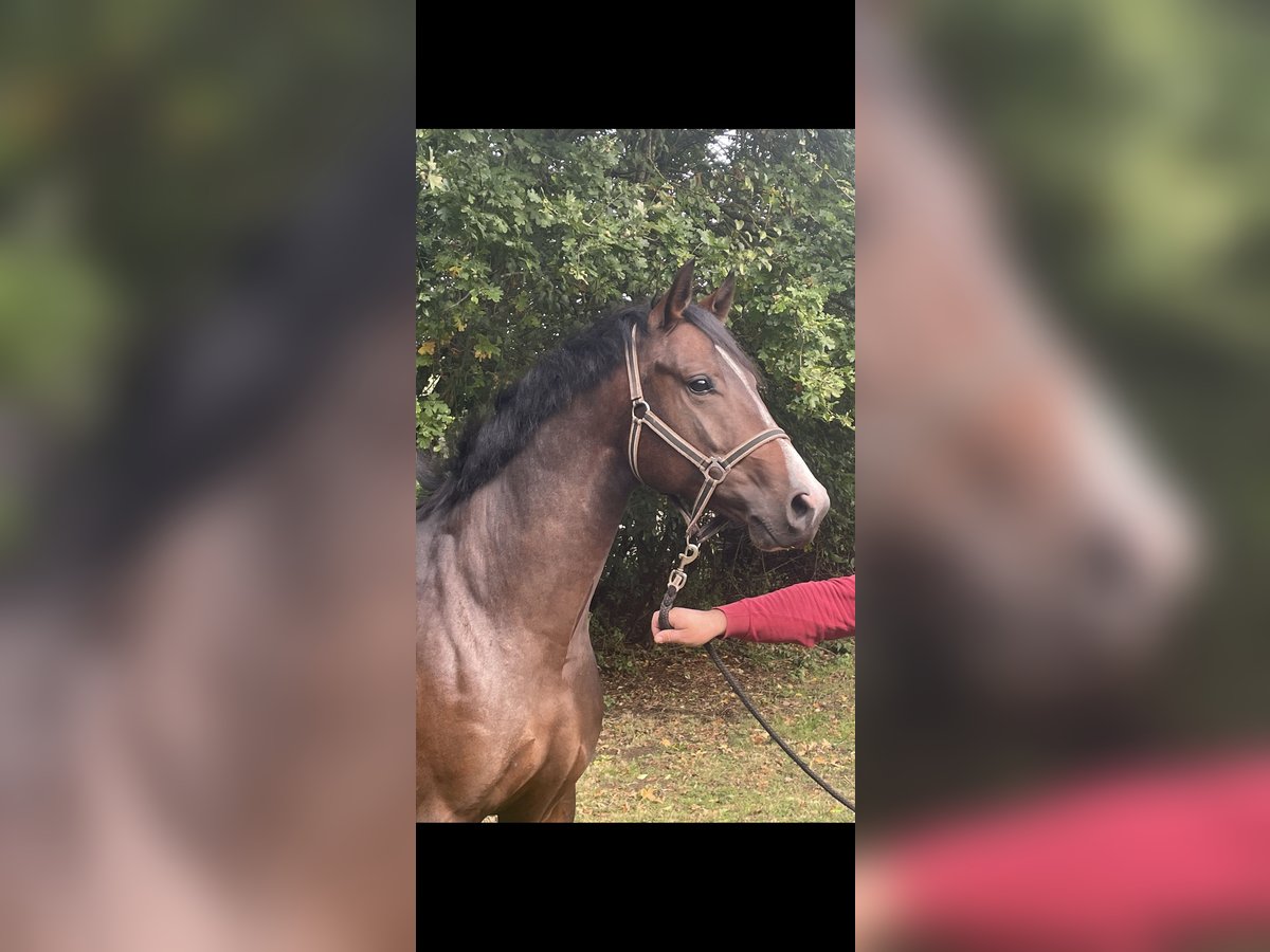 Oldenburg-International (OS) Gelding 4 years 16 hh Brown in Schapen