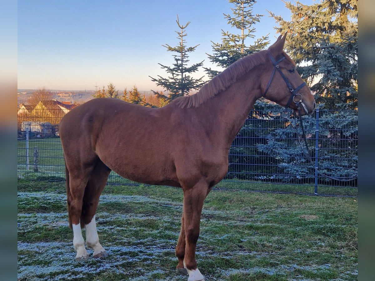 Oldenburg-International (OS) Gelding 4 years 17 hh Chestnut in Wohlmirstedt