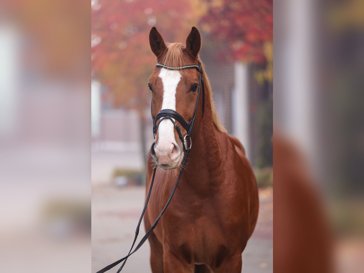 Oldenburg-International (OS) Gelding 4 years Chestnut-Red in Löningen