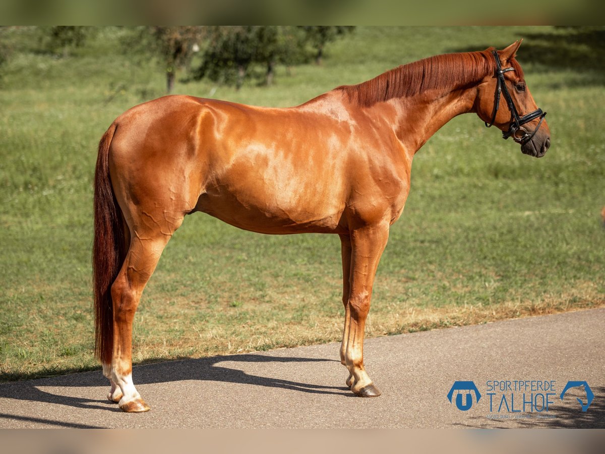 Oldenburg-International (OS) Gelding 5 years 16,1 hh in Korntal-Münchingen