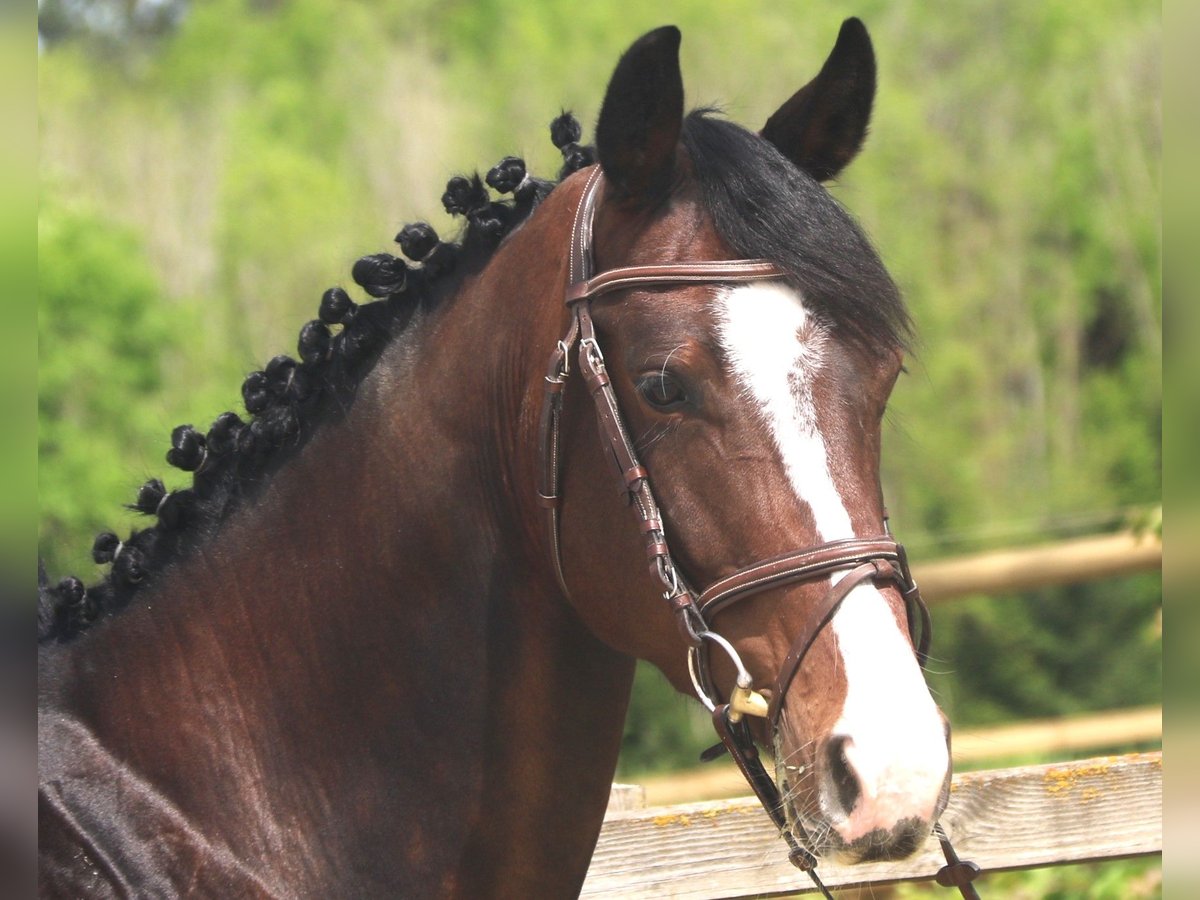 Oldenburg-International (OS) Gelding 5 years 16,2 hh Bay-Dark in Sunthausen