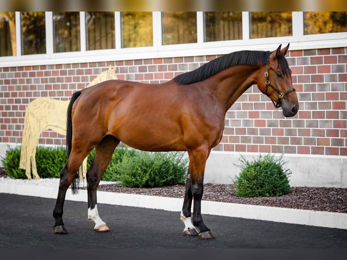 Oldenburg-International (OS) Gelding 5 years 16,2 hh Brown in Berne