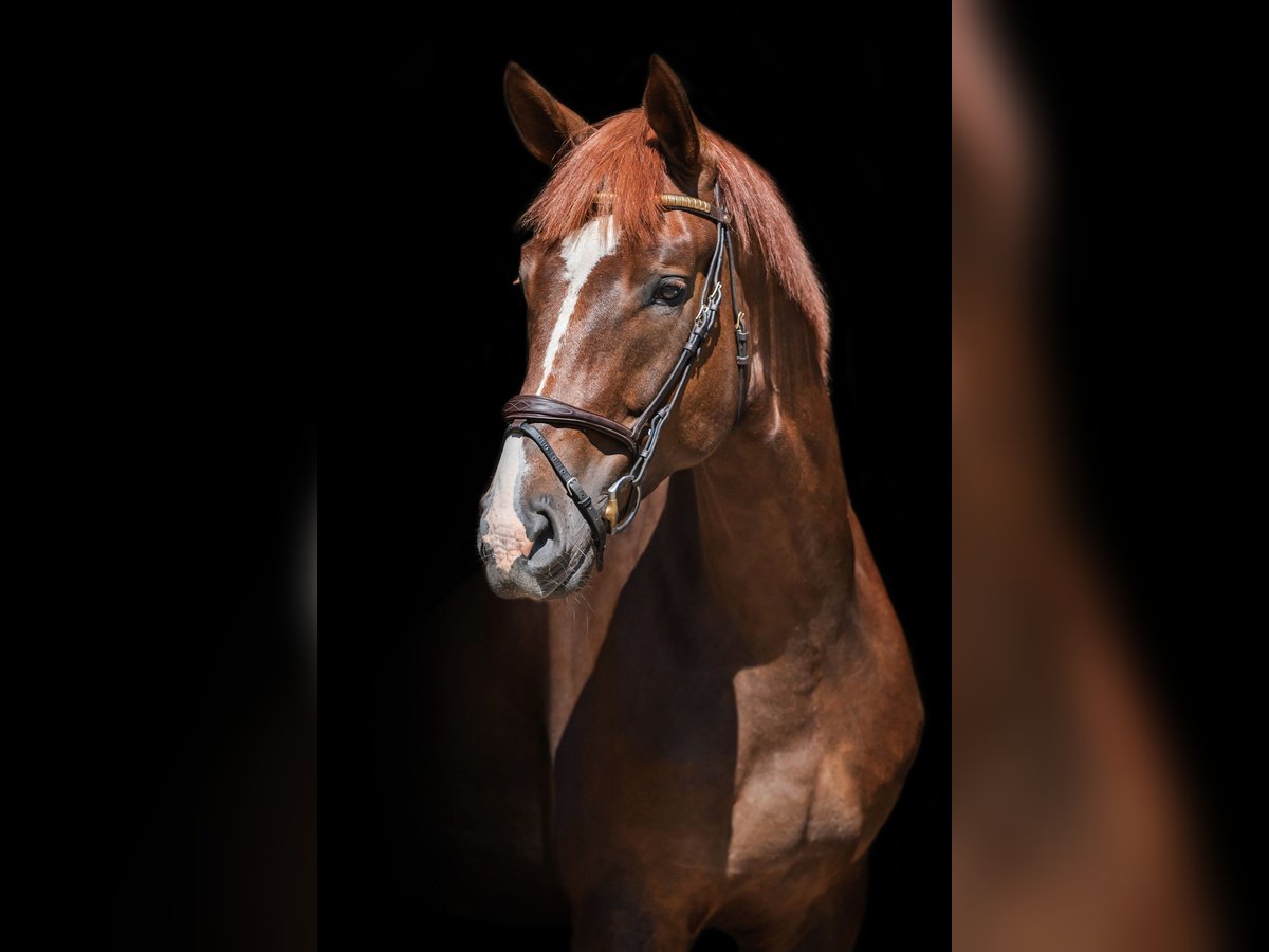 Oldenburg-International (OS) Gelding 5 years 17,1 hh Chestnut-Red in Osnabrück
