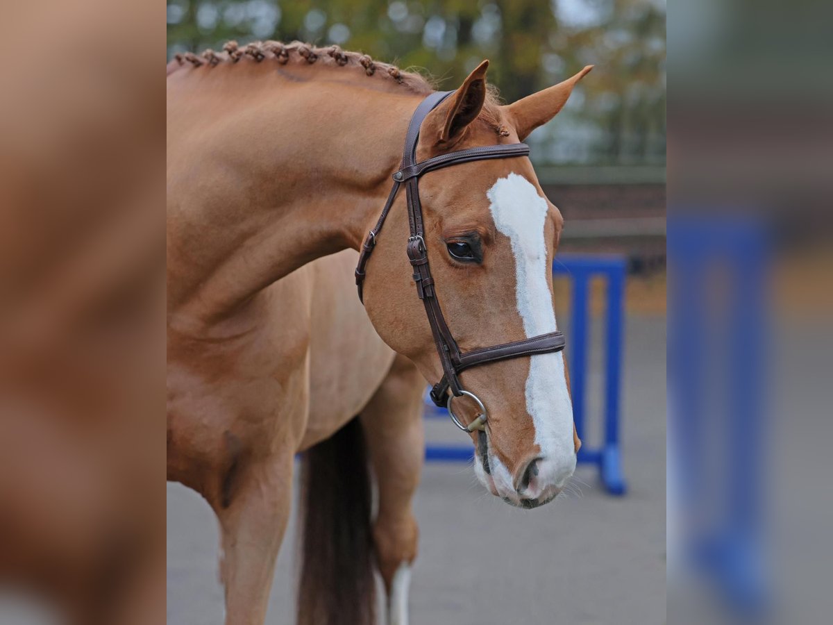 Oldenburg-International (OS) Gelding 5 years 17 hh Chestnut-Red in Diepholz