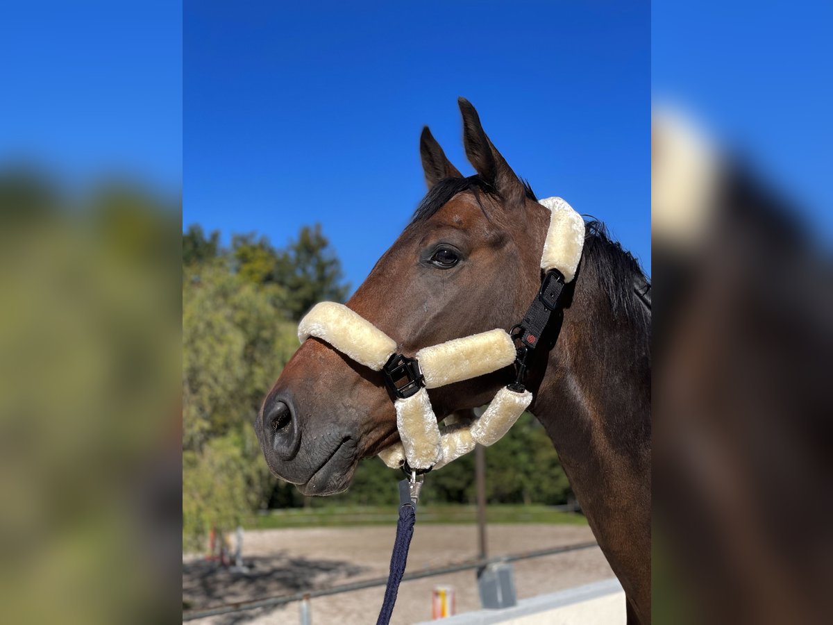 Oldenburg-International (OS) Gelding 5 years Brown in Thalgau