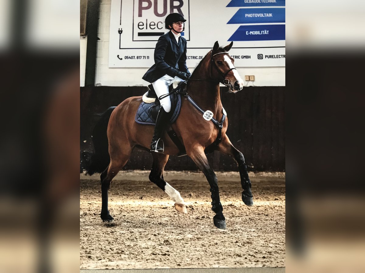 Oldenburg-International (OS) Gelding 6 years 15,2 hh Brown in BramscheBramsche