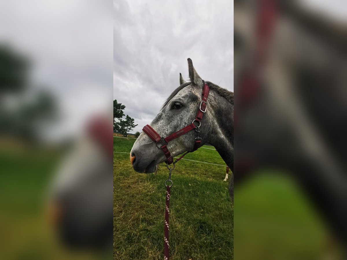 Oldenburg-International (OS) Gelding 6 years 16,1 hh Gray-Fleabitten in Steinburg