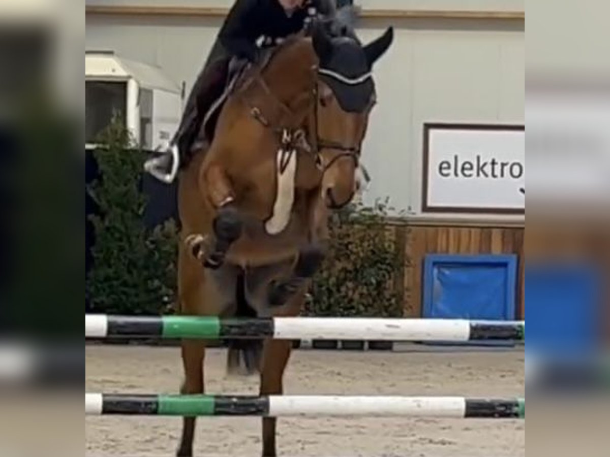 Oldenburg-International (OS) Gelding 6 years 16,2 hh Brown in Monheim am Rhein Baumberg