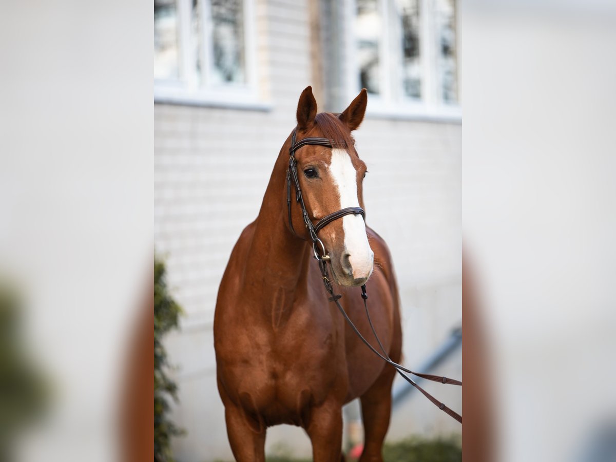 Oldenburg-International (OS) Gelding 6 years 16 hh Chestnut-Red in Kürten