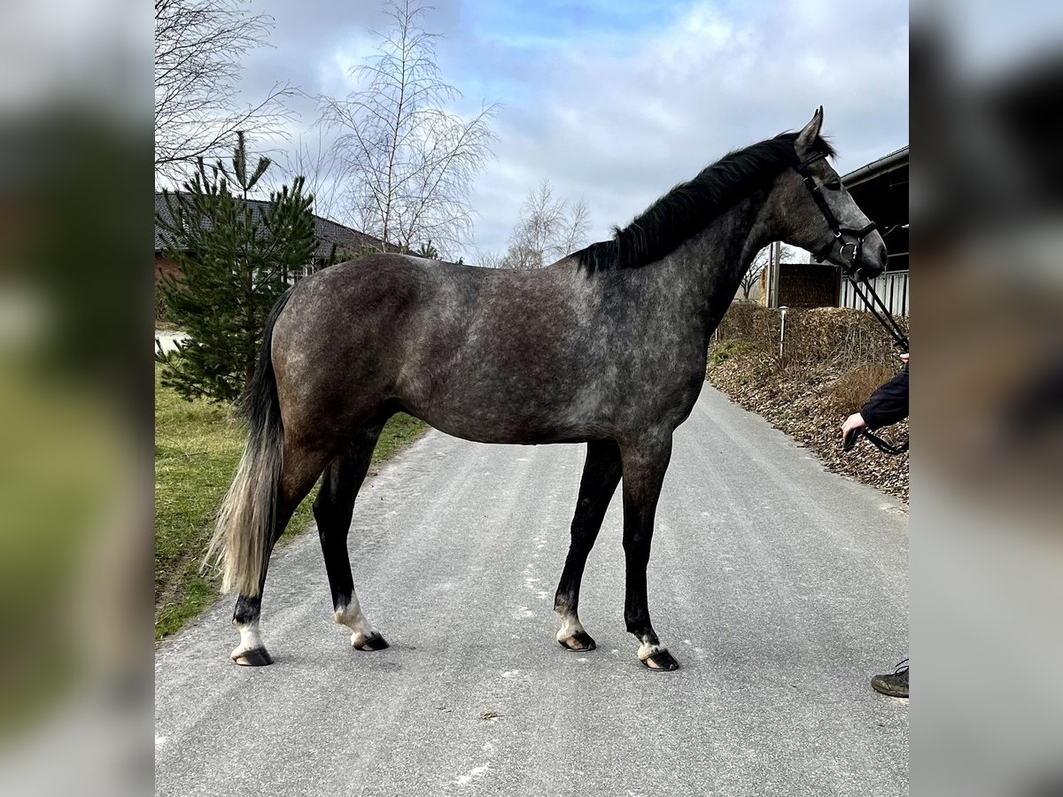 Oldenburg-International (OS) Gelding 6 years 16 hh Gray in Kükels