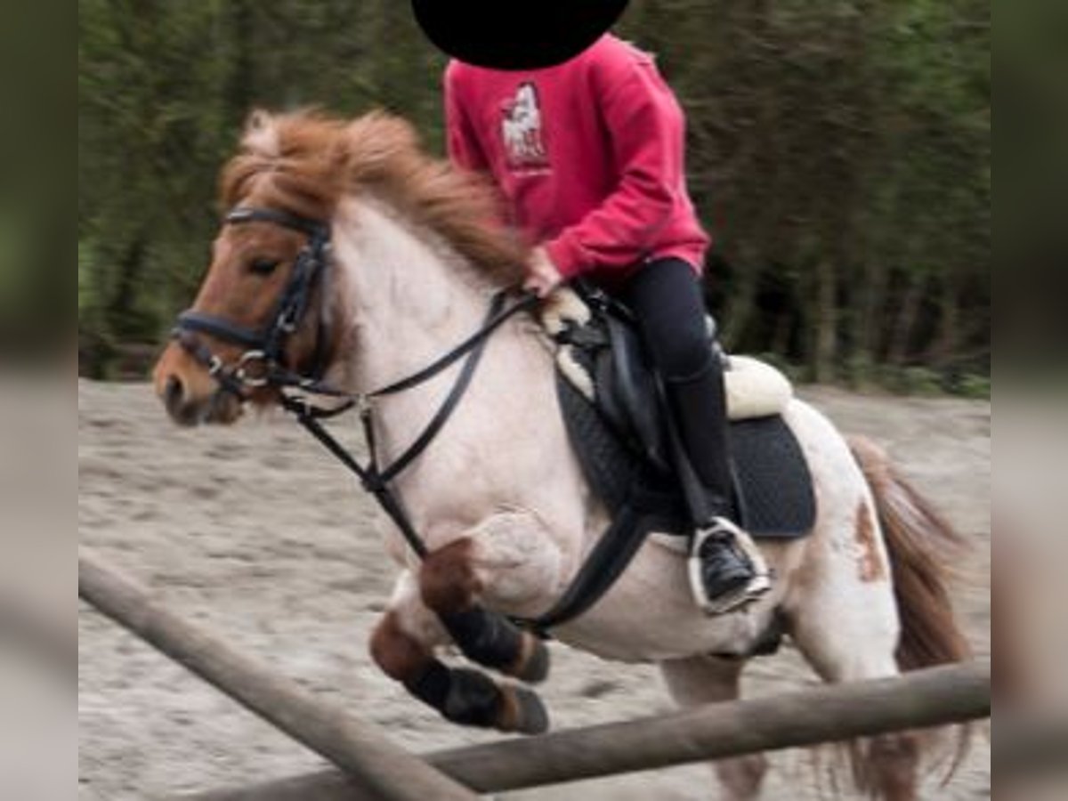 Oldenburg-International (OS) Gelding 6 years 17 hh Black in Linz