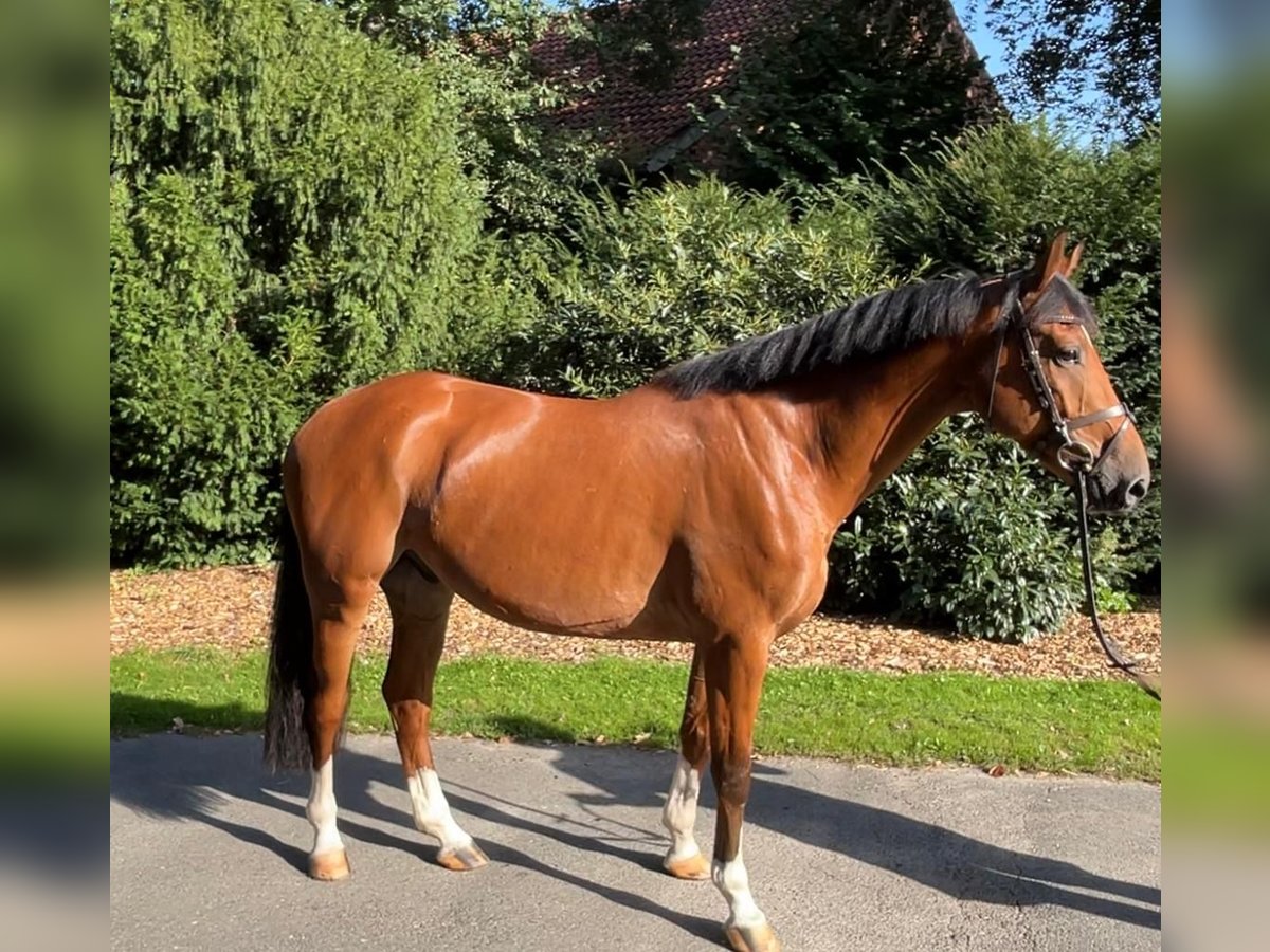 Oldenburg-International (OS) Gelding 6 years Brown in Lachendorf