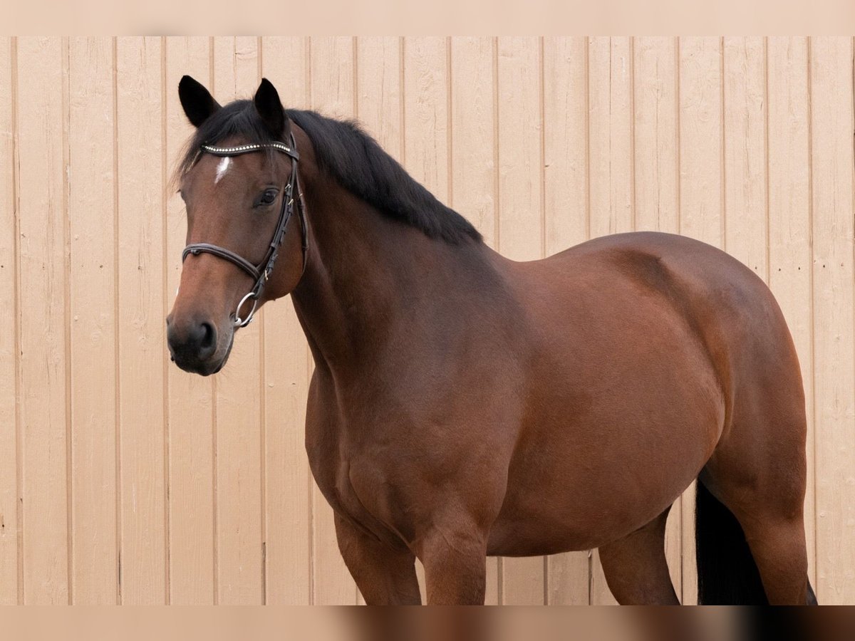 Oldenburg-International (OS) Gelding 7 years 16 hh Brown in Herschbach