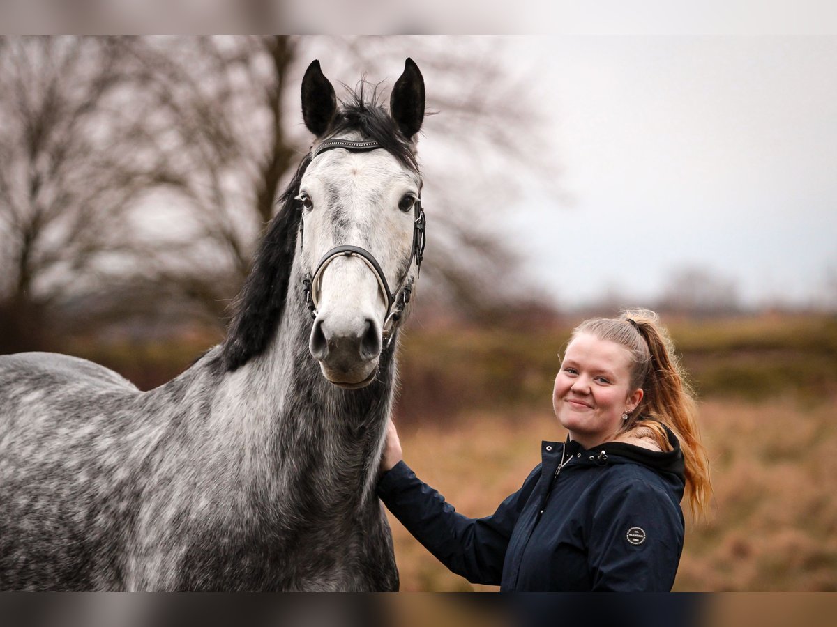 Oldenburg-International (OS) Gelding 8 years 17 hh Gray in Dickel