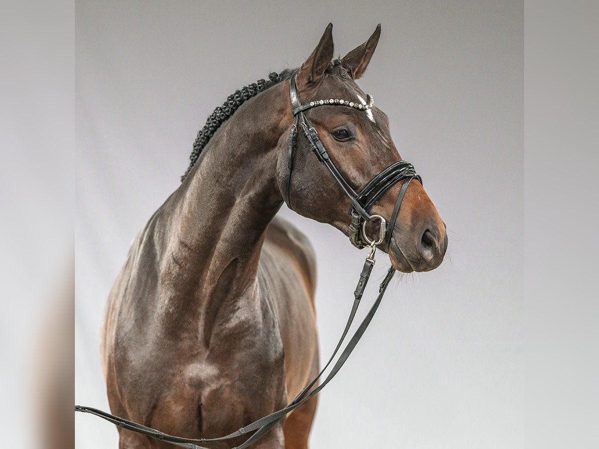 Oldenburg-International (OS) Hingst 2 år Brun in Münster-Handorf