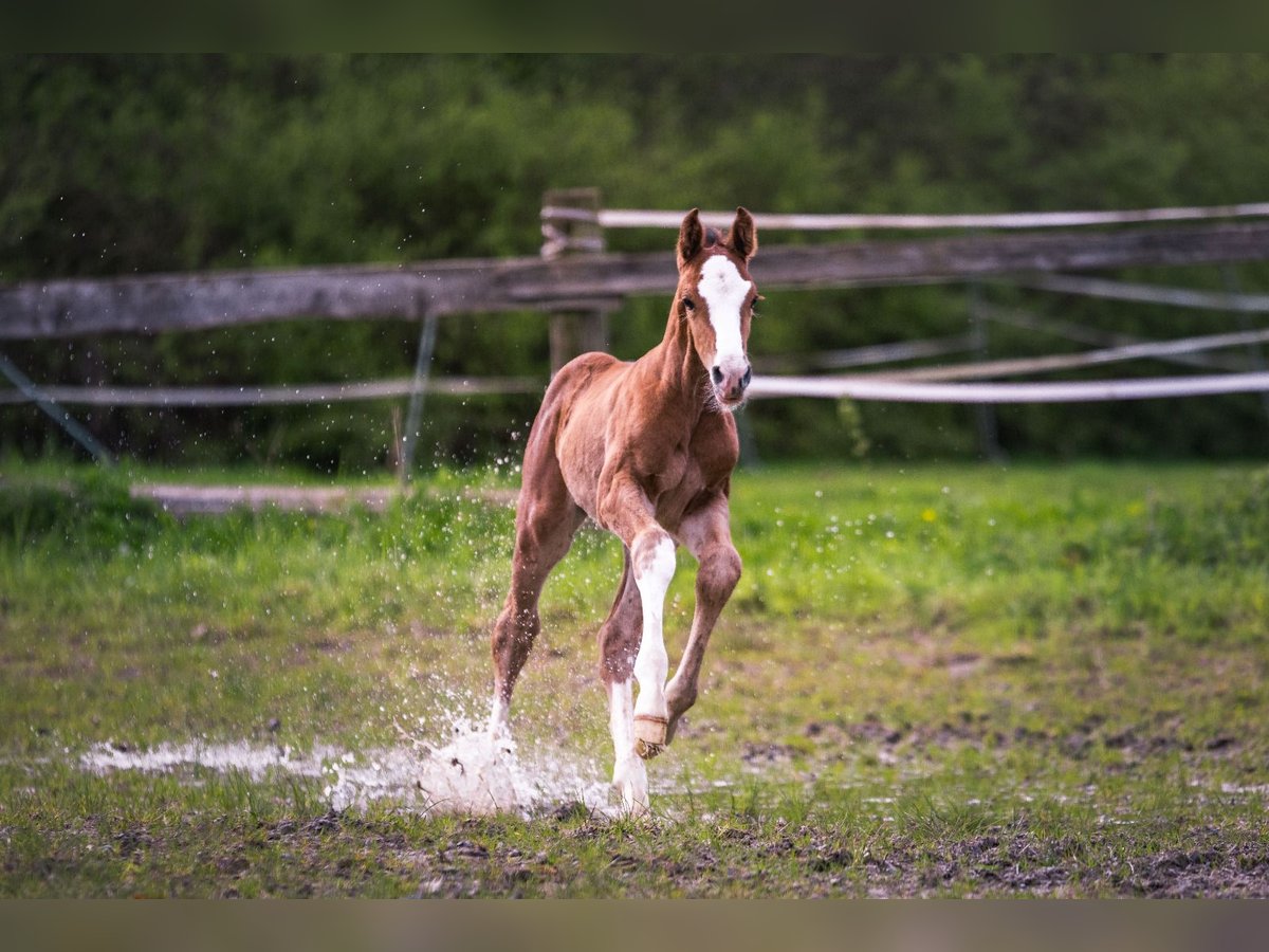 Oldenburg-International (OS) Hingst Föl (04/2024) 170 cm Brun in Tecklenburg