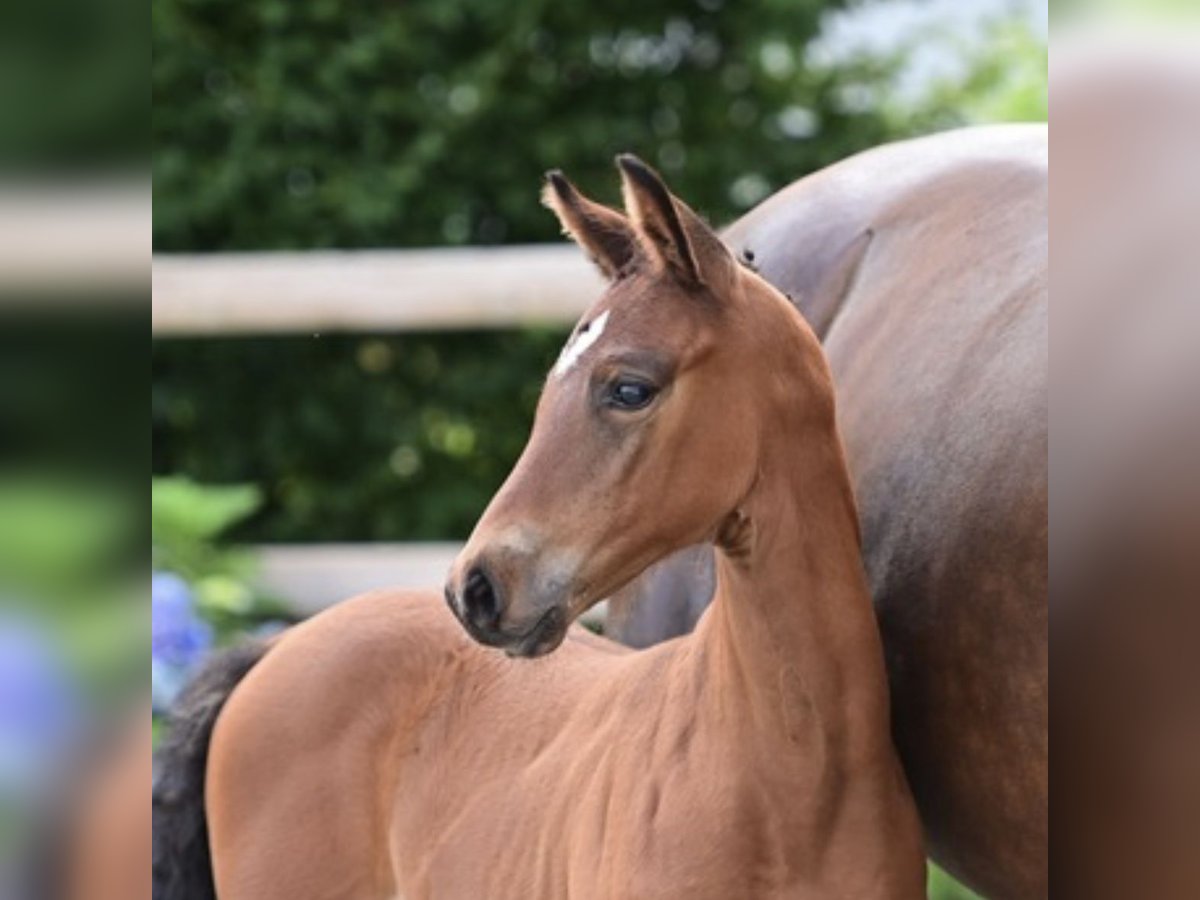 Oldenburg-International (OS) Hingst Föl (06/2024) Brun in Dahlenburg