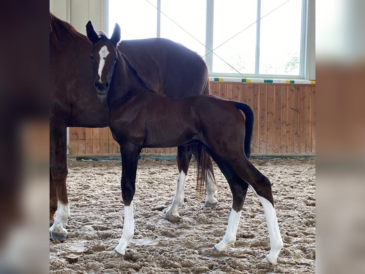 Oldenburg-International (OS) Hingst Föl (06/2024) fux in Marcelewo