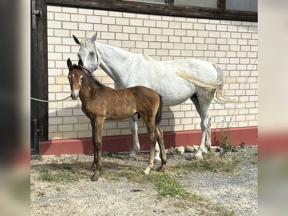 Oldenburg-International (OS) Hingst Föl (05/2024) Grå in Heinersreuth