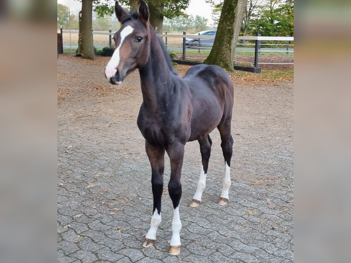 Oldenburg-International (OS) Hingst Föl (06/2024) Mörkbrun in Drebber