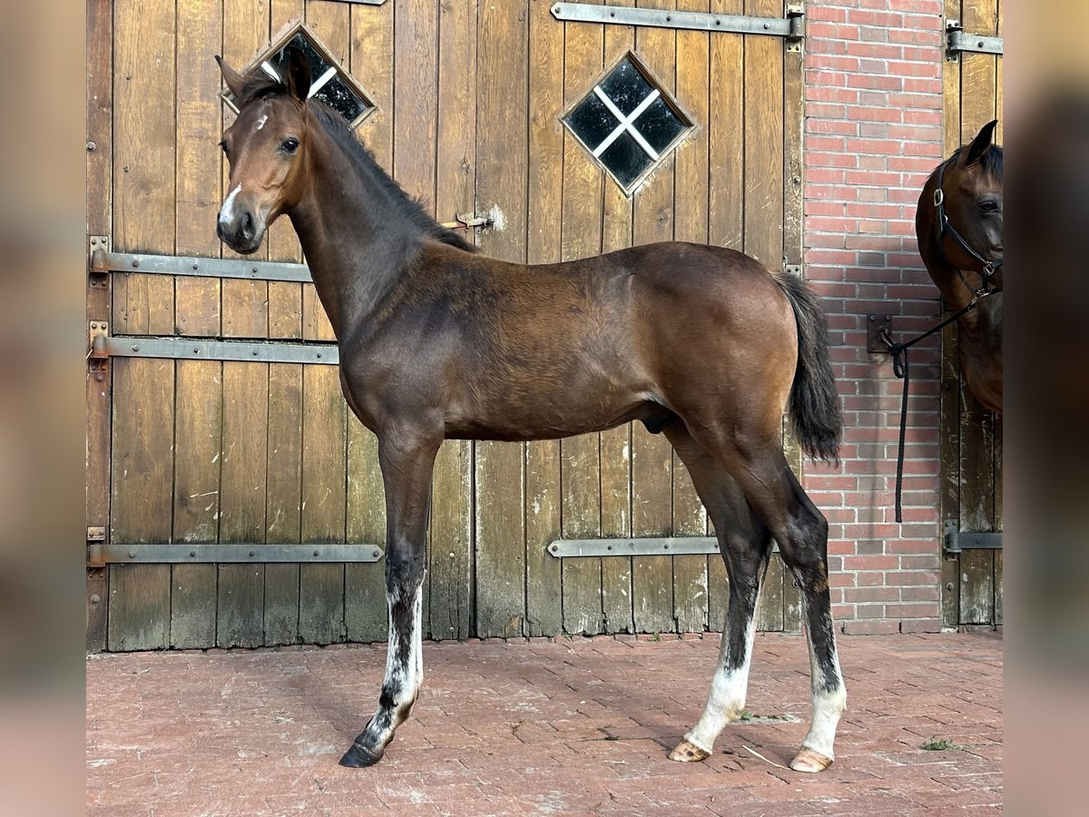 Oldenburg-International (OS) Hingst Föl (04/2024) Mörkbrun in Löningen