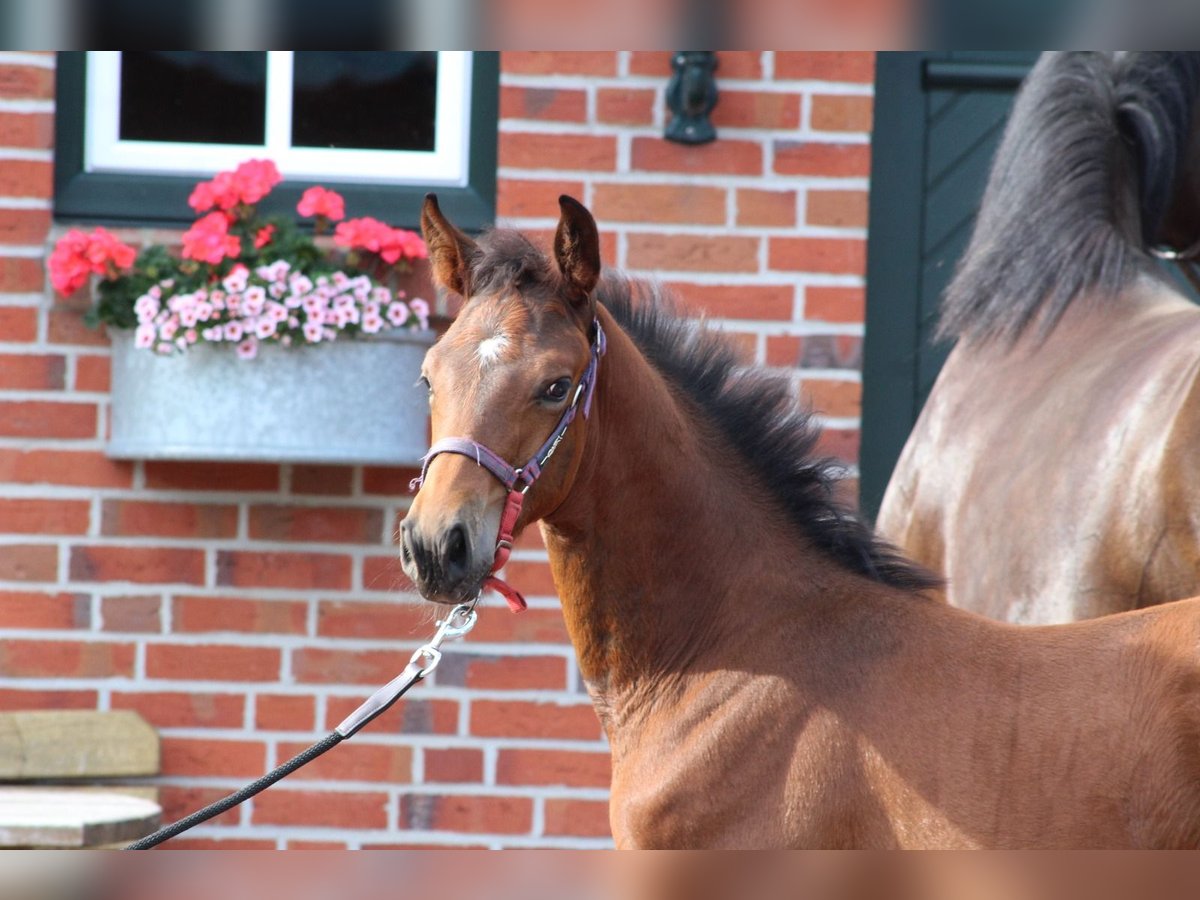 Oldenburg-International (OS) Hingst Föl (04/2024) Mörkbrun in Garrel